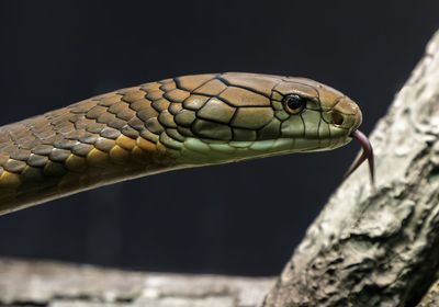 Close-up of snake