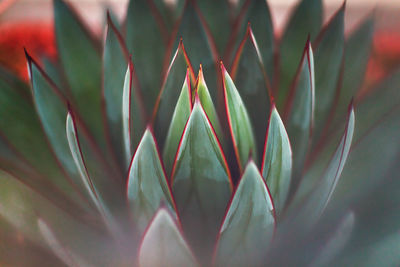 Close-up of succulent plant