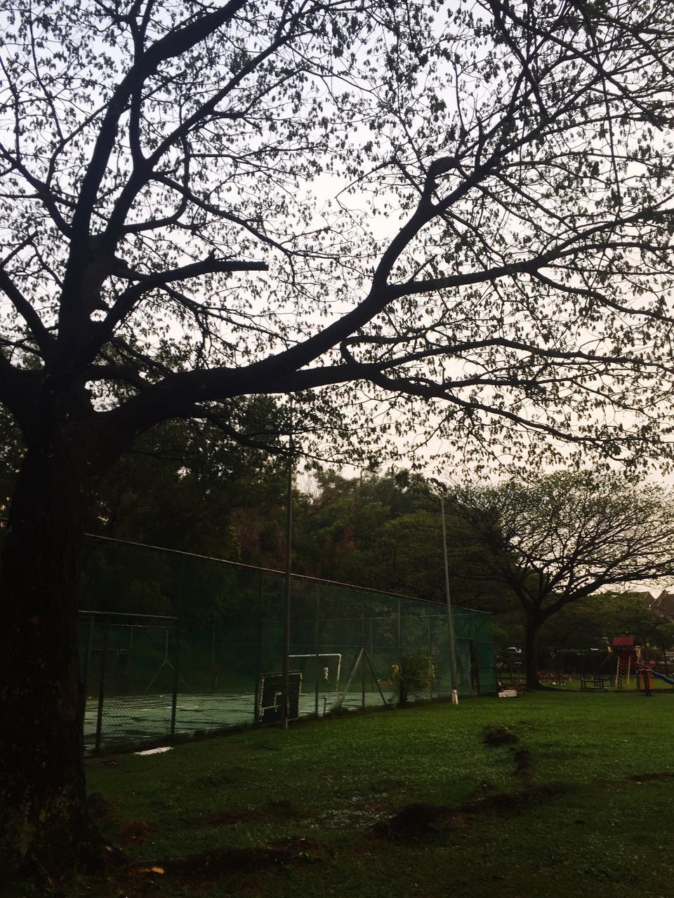 tree, branch, grass, park - man made space, tranquility, nature, growth, bare tree, beauty in nature, tranquil scene, field, park, sky, lawn, scenics, tree trunk, built structure, landscape, fence, outdoors