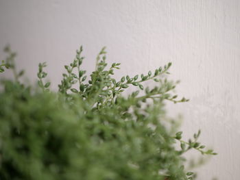 Close-up of plant against white background