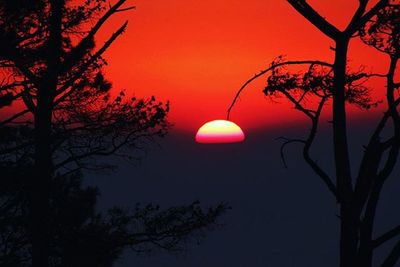 Silhouette of trees at sunset