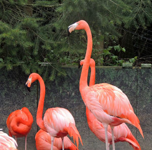 Close-up of flamingos