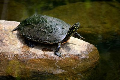 Close-up of turtle on rock