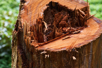 Close-up of tree trunk