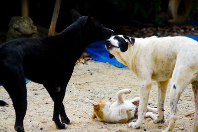 View of two dogs on field