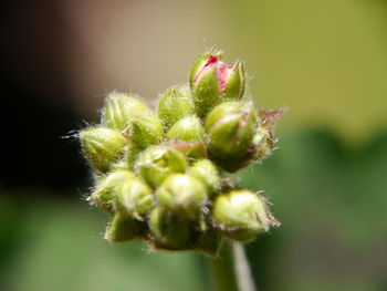 Close-up of succulent plant