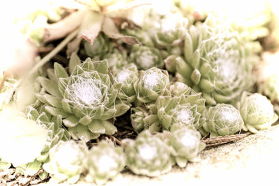 Close-up of succulent plant