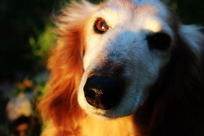 Close-up of dog