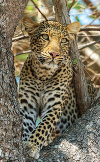 View of cat on tree trunk