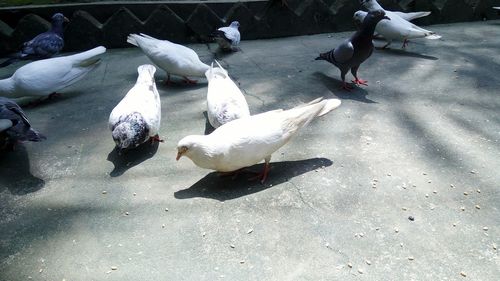 View of birds flying over the wall