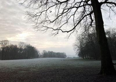 Bare trees on field against sky