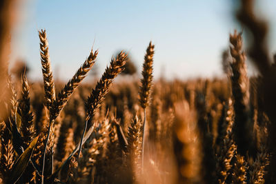 Close-up of stalks in field against sky