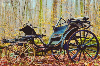 Old carriage in forest