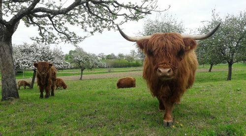 Highland cattle on grassy field