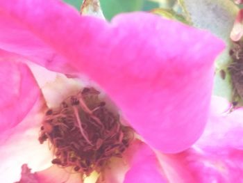 Close-up of pink flower