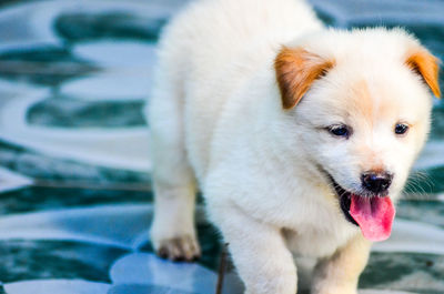 Close-up of puppy