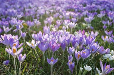 Close-up of purple flowers blooming in field