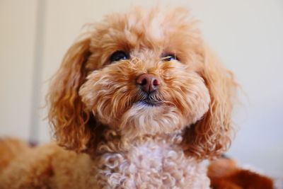 Close-up hairy dog looking away