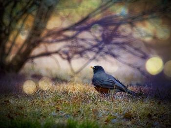 Bird perching on branch