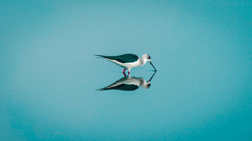 Bird flying against clear sky