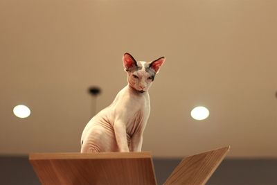 Portrait of cat looking at illuminated table