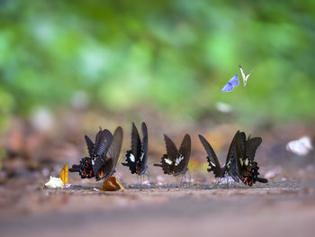 Close-up of butterflies on field