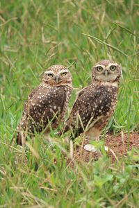 High angle view of owl on field