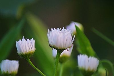 Close-up of purple flowering plant