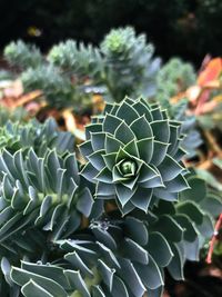 Close-up of succulent plant