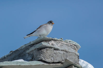 Low angle view of seagull perching on rock