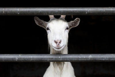 Close-up portrait of a goat