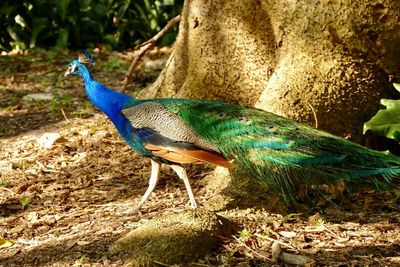 Close-up of peacock perching on field