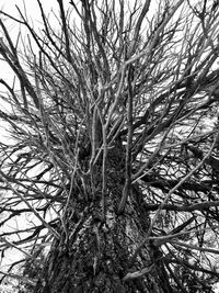 Close-up of bare tree in forest