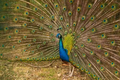 Peacock feathers