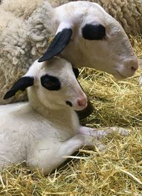 Close-up of baby and mother sheep lying down on straw. 