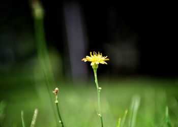 Close-up of yellow daisy flowers blooming in garden