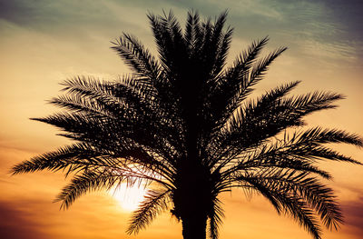 Silhouette of palm tree against sunset sky