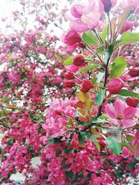 Pink flowers blooming on tree