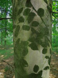 Close-up of tree trunk in forest