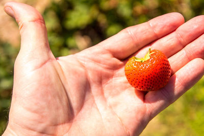 Close-up of hand holding fruit