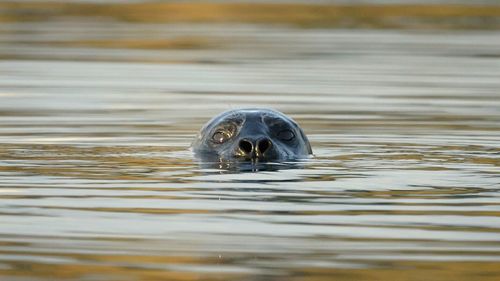 Close-up of seal in water