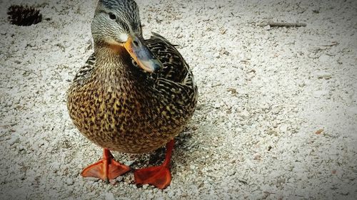 Close-up of bird