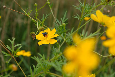 Close-up of insect on yellow flower