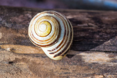 Close-up of snail