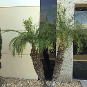 Palm trees and plants