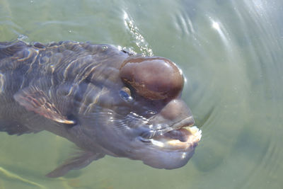 Close-up of duck swimming in lake