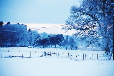 Bare trees on snow covered field