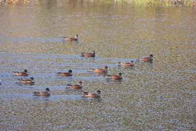 High angle view of ducks swimming in lake