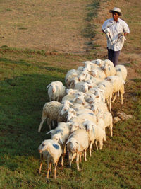 Man standing on field by sheep