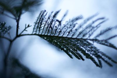 Close-up of snow against sky